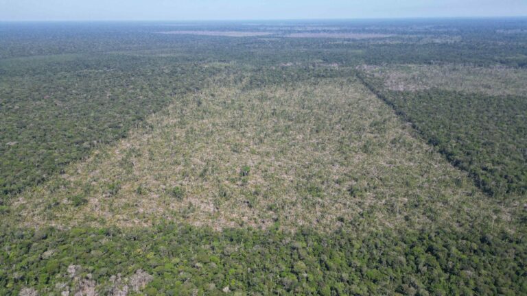 Amazonas registra queda de 81,2% no desmatamento