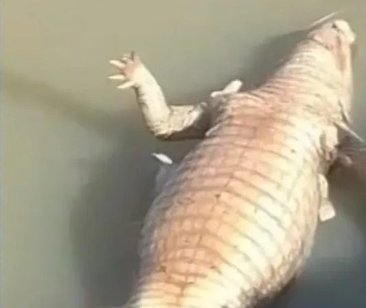 Operação investiga morte de jacarés na região sul do Tocantins
