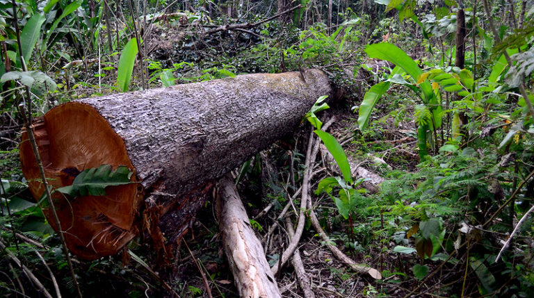 PF faz operação contra suspeito de ser um dos maiores grileiros da Amazônia
