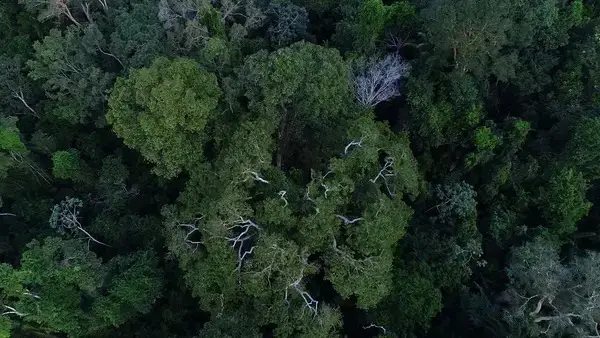 Helicóptero com três pessoas desaparece na floresta amazônica