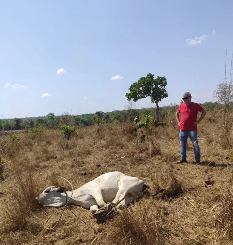 Fazendeiro recupera gado após 30 animais serem furtados no Tocantins Fazendeiro recupera gado após 30 animais serem furtados no Tocantins