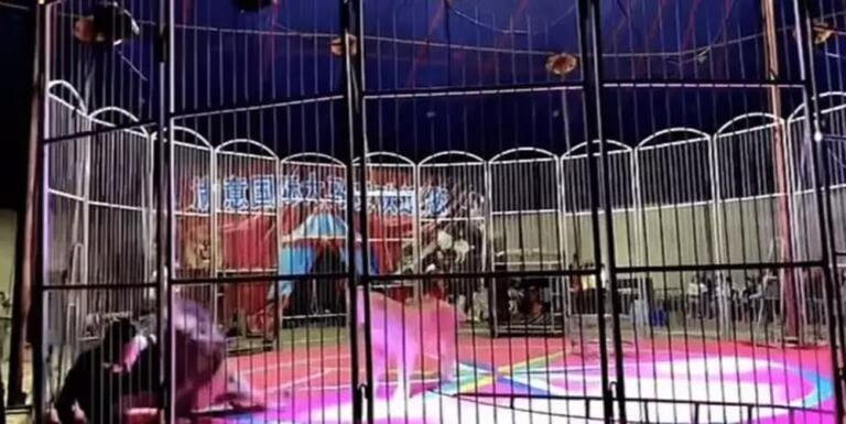 Leão ataca domador durante apresentação de circo na China