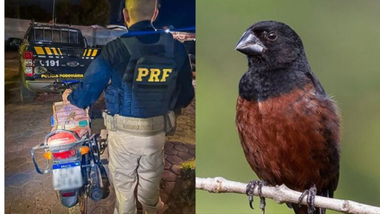 PRF prende motociclista com pássaro silvestre “Curió”, no interior do Amazonas