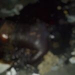 RedeOndaDigital_CorpoEmdecomposição