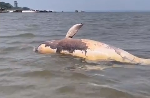 VÍDEO: Banhistas flagram boto-cinza morto no Tarumã, em Manaus