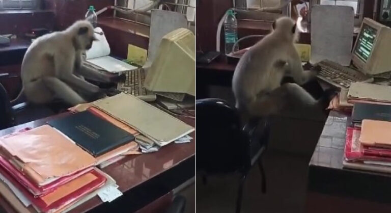 Vídeo: Macaco “trabalhador” é flagrado ao computador em escritório de estação ferroviária