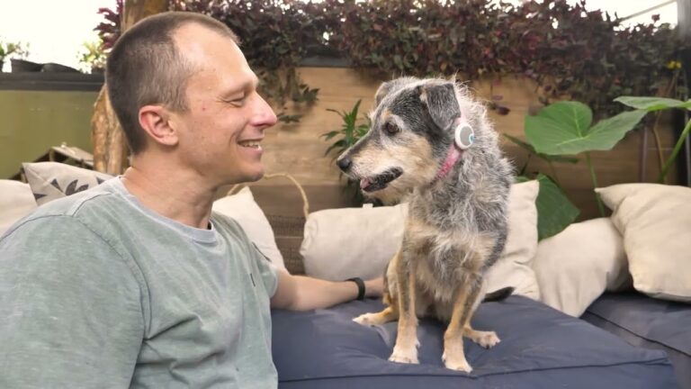 Morre a cadela Estopinha, a pet influencer mais popular do Brasil