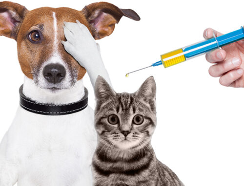 Saiba onde vai ser realizado campanha de vacinação para cães e gatos nesta quarta (20)