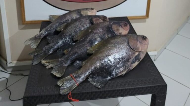 VÍDEO: PF apreende drogas dentro de peixes congelados, em Manaus