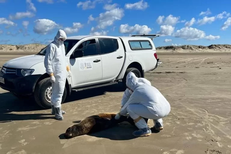 Gripe Aviária: Rio Grande do Sul investiga morte de 552 animais