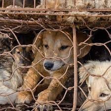 Consumo de cachorros continua ativo na China