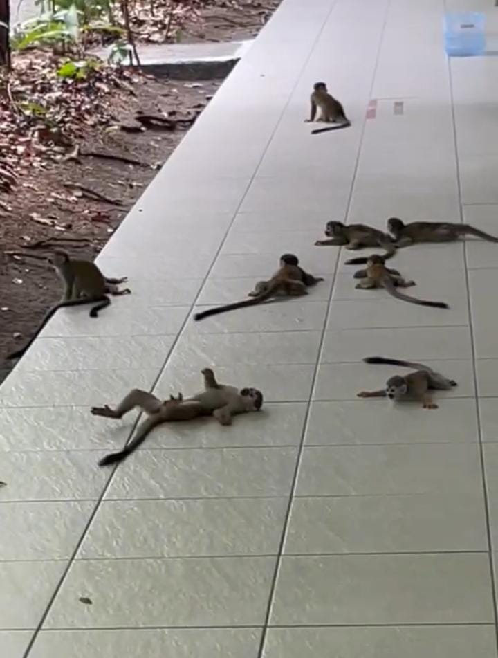 Vídeo: Macacos tentam fugir do calor em Manaus Vídeo: Macacos tentam fugir do calor em Manaus