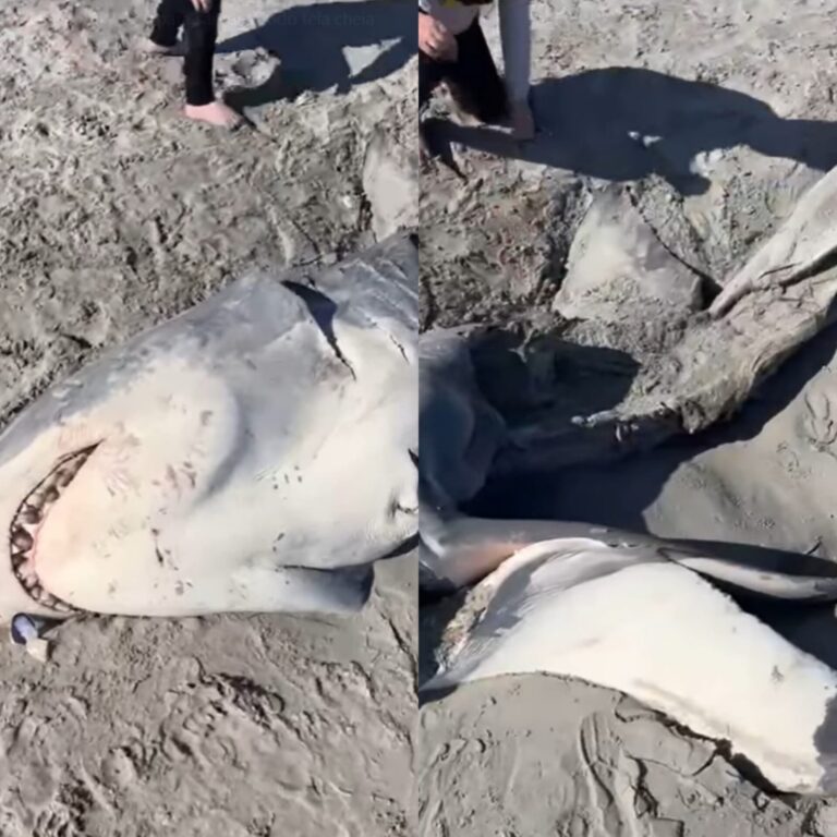 Vídeo: tubarão-branco é encontrado em praia com metade do corpo faltando