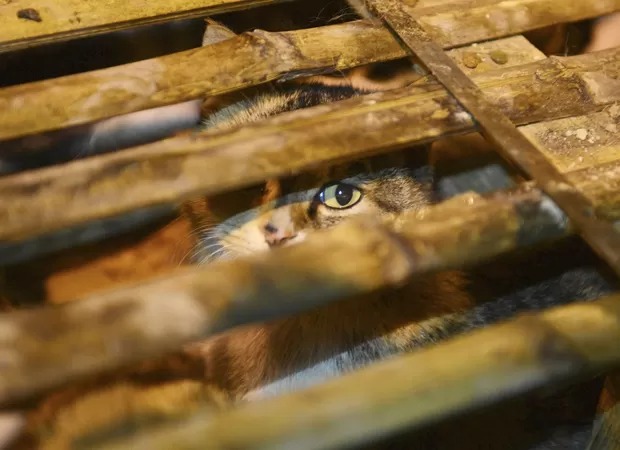 Polícia chinesa impede abate de mil gatos que seriam vendidos como carne de porco ou carneiro