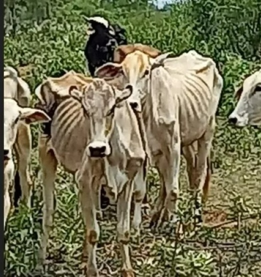 Bois são encontrados em situação de extrema magreza em fazenda no interior de SP