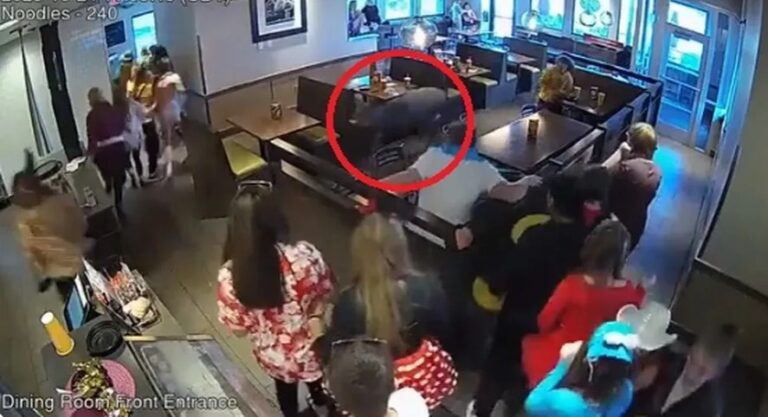 VÍDEO: Cervo invade restaurante e espanta os clientes