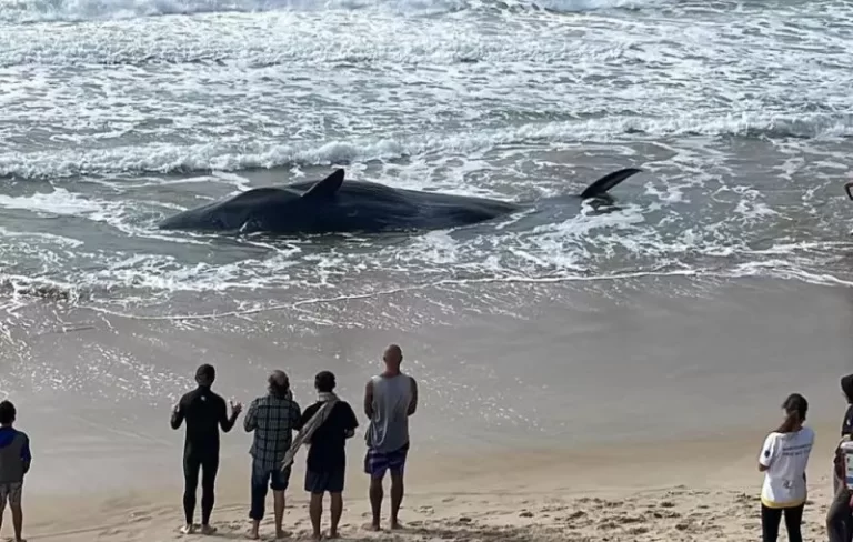 Vídeo: baleia de 11 metros encalha em praia de Florianópolis