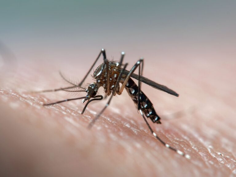 Brasil bate recorde de mortes por dengue em 2023