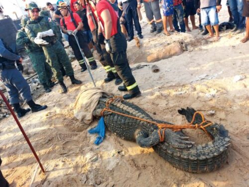 VÍDEO: Jacaré encontrado na Manaus Moderna é resgatado e levado para zoológico