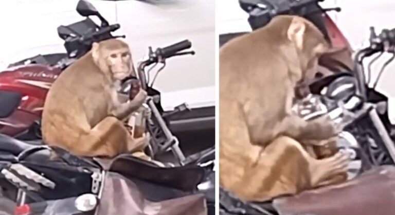 Vídeo: No “Dia Nacional sem Álcool”, macaco rouba uísque de motociclista