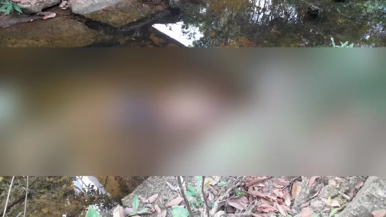 Suspeito é preso de matar homem e esconder corpo embaixo de ponte na BR-153, no TO