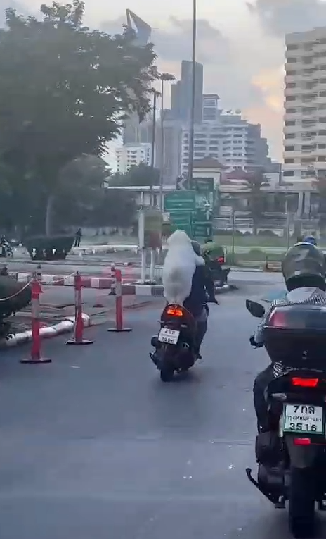 VÍDEO: Cachorro viraliza na web passeando em garupa de moto na Tailândia