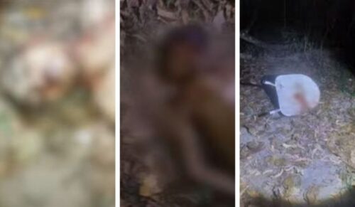 Dois corpos são encontrados em igarapé de Manaus; um deles quase teve a cabeça decepada
