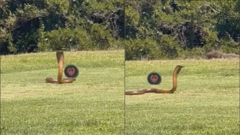 VÍDEO: Em fuga, cobra naja atravessa campo de golfe na África