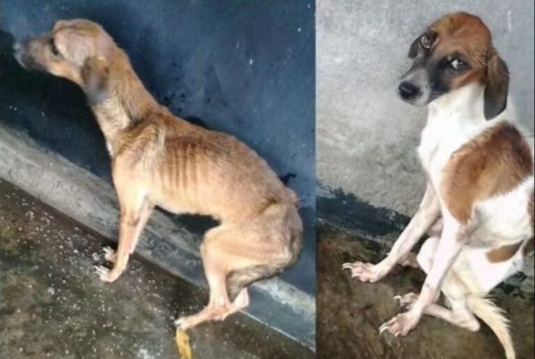 Mulher é presa após jogar cães por cima de muro em Manaus