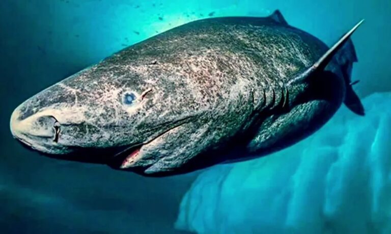 Com mais de 500 anos, tubarão mais velho do mundo é visto pelo mar do Caribe