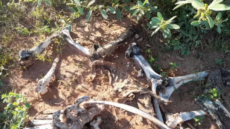 Dono de sítio abandona sete bois à morte e é multado em R$ 367 mil