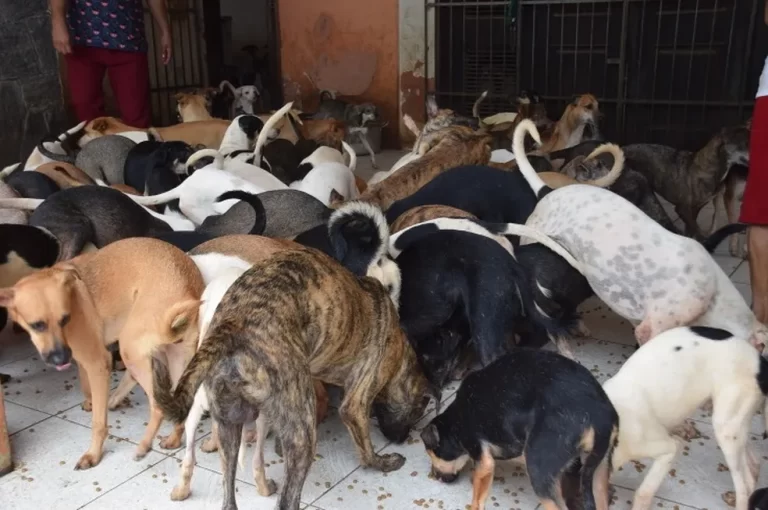 Idosa morre e tem o corpo  devorado pelos próprios cachorros, no Maranhão