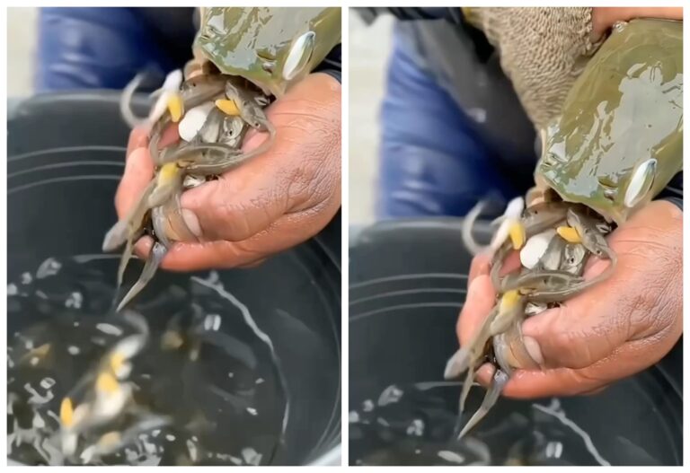 VÍDEOS: Espécie de peixe da Amazônia ‘come’ os próprios filhotes; entenda o porquê