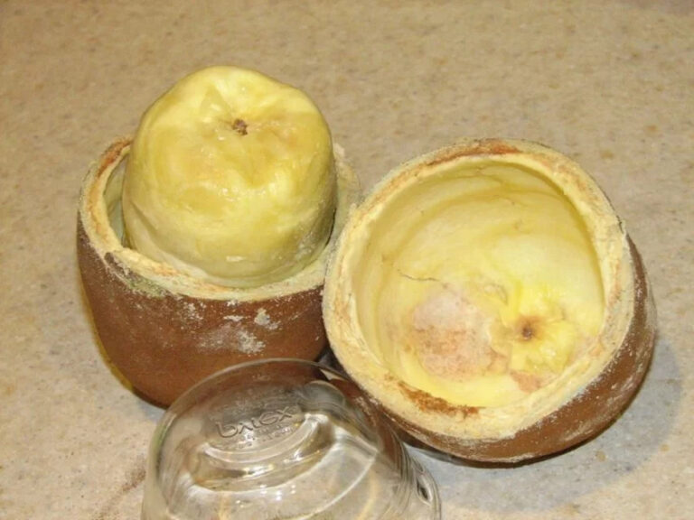 Cupuaçu é declarado "fruta domesticada" por pesquisadores