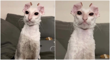 Gato viraliza com aparência “alienígena”