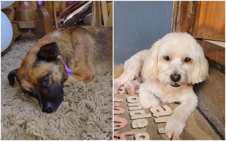 Cachorros morrem após serem esquecidos dentro de carro de pet shop em SP