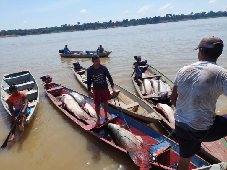 Oito toneladas de pirarucu ilegal são apreendidas em Coari, no Amazonas