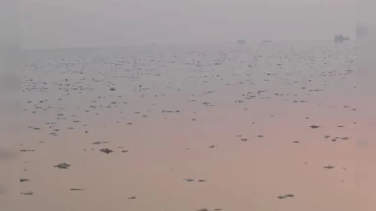 VÍDEO: Em Santarém, moradores registram morte em massa de peixes