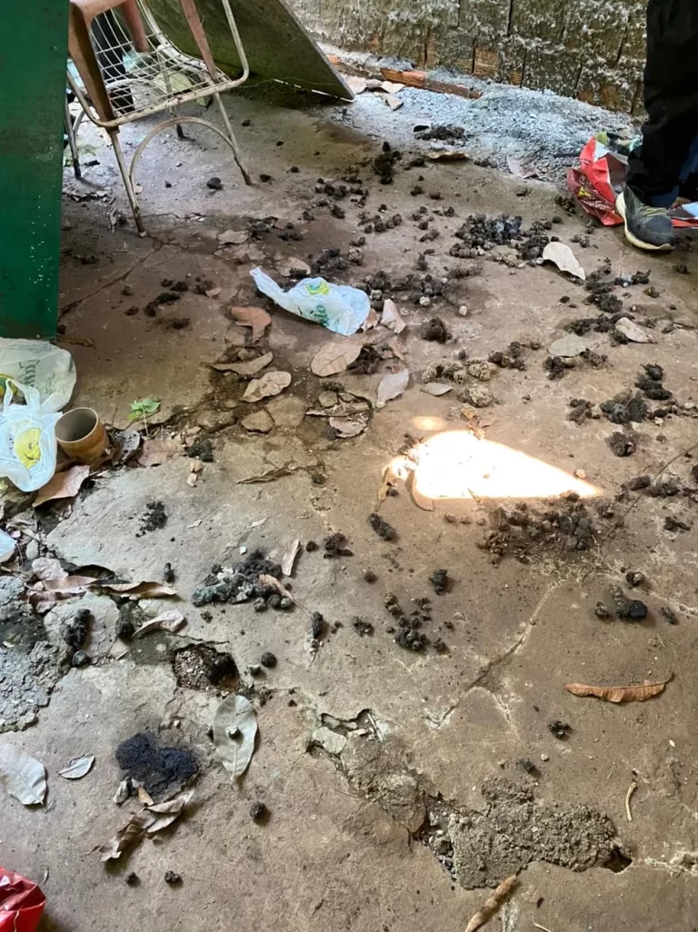 VÍDEO: Associação de Proteção Animal e Policiais Ambientais realizam resgate de cães em Araguaína