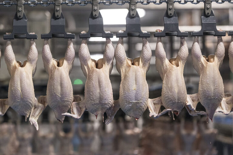 Frigorífico dos EUA recebe multa milionária após contratar crianças para desossar frangos