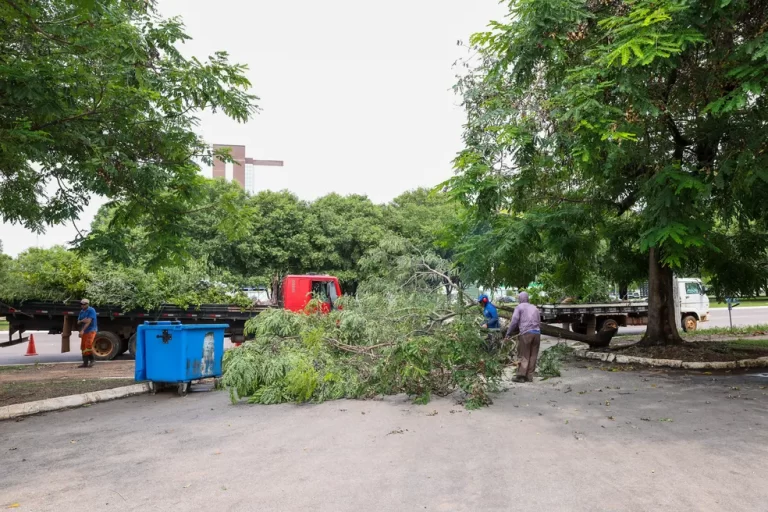 Mais de 90 árvores são recolhidas após chuvas com ventos fortes em Palmas