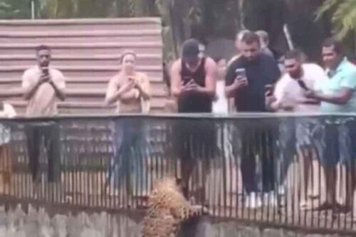 VÍDEO: Onça escala parede e se aproxima do público em zoológico de Brasília