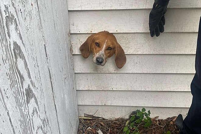 Cachorro fica com a cabeça presa em parede de casa