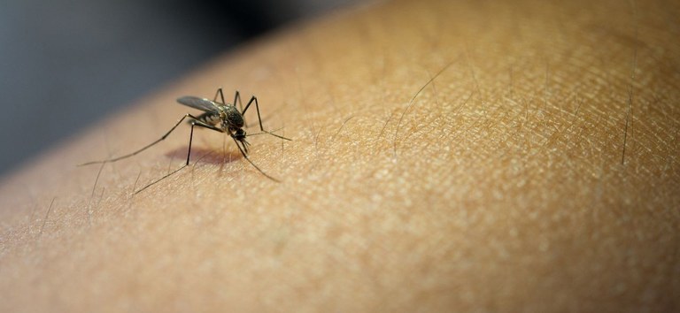 Brasil é país com mais casos de dengue no mundo, alerta OMS