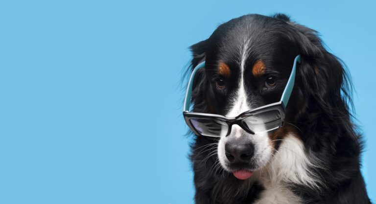 Agência regulatória aprova remédio que promete prolongar a vida dos cachorros