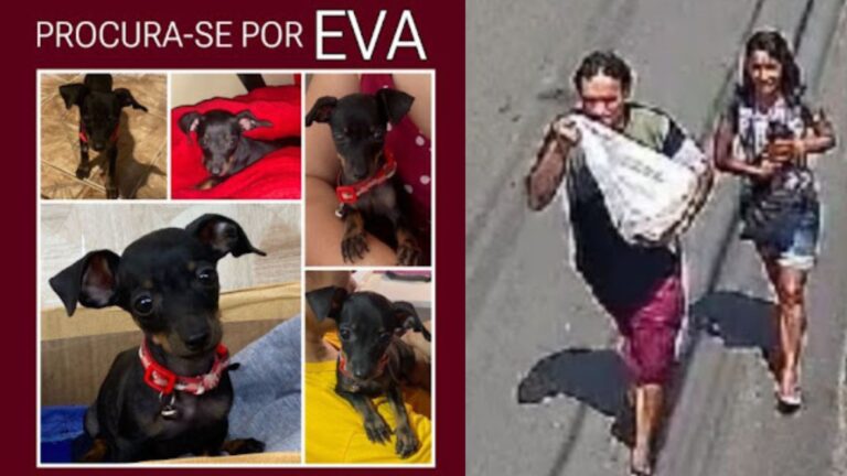 VÍDEO: Casal atrai cadela e furta animal de residência, em Manaus