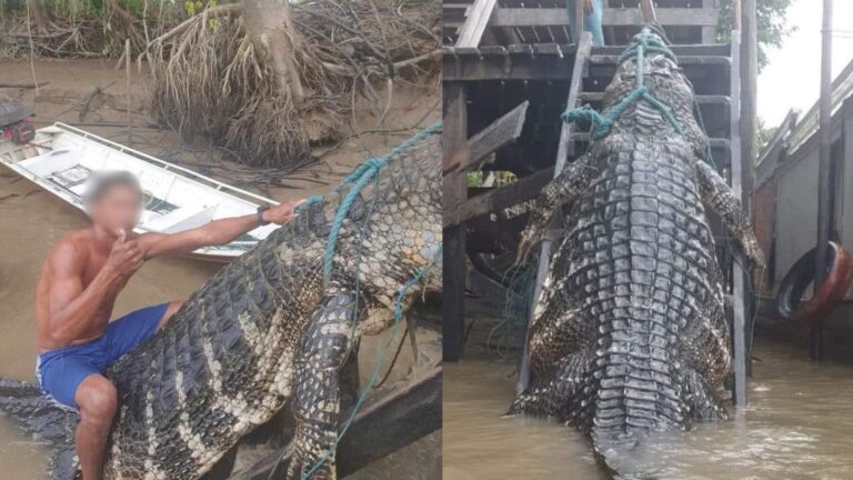 ‘Jacaré gigante’ é capturado por ribeirinhos e tamanho do animal impressiona