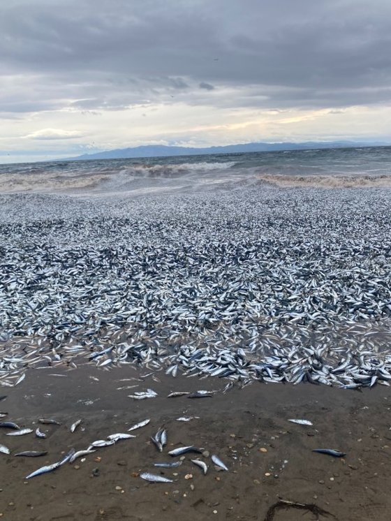 VÍDEO: Milhares de peixes aparecem mortos em praia no Japão