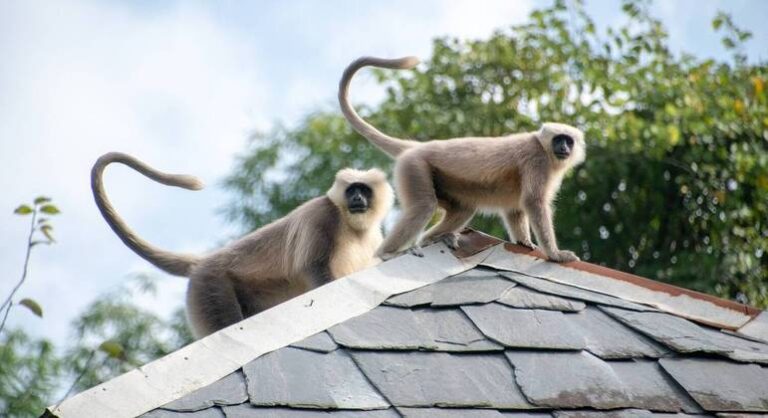 Gangue de macacos persegue criança e a joga do telhado