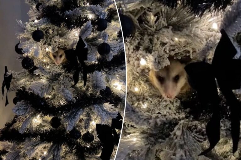 VÍDEO: Moradora do Texas encontra um gambá dentro da sua árvore de natal